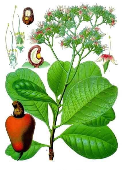 Anacardiaceae image