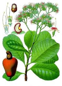 Image of Anacardium occidentale