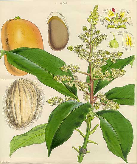 Mangifera indica image