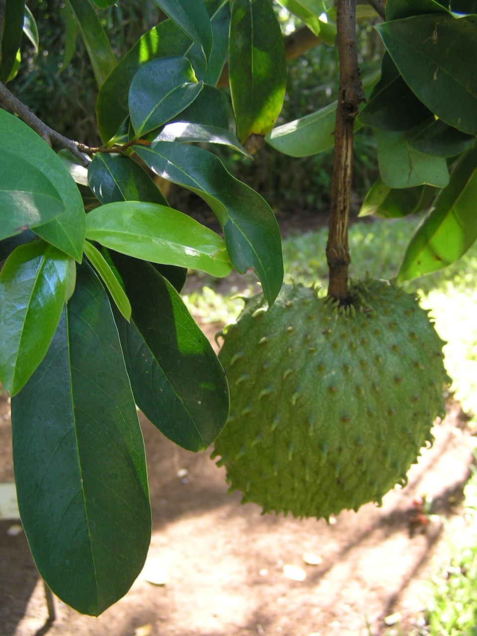 Annona muricata image