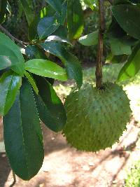 Image of Annona muricata