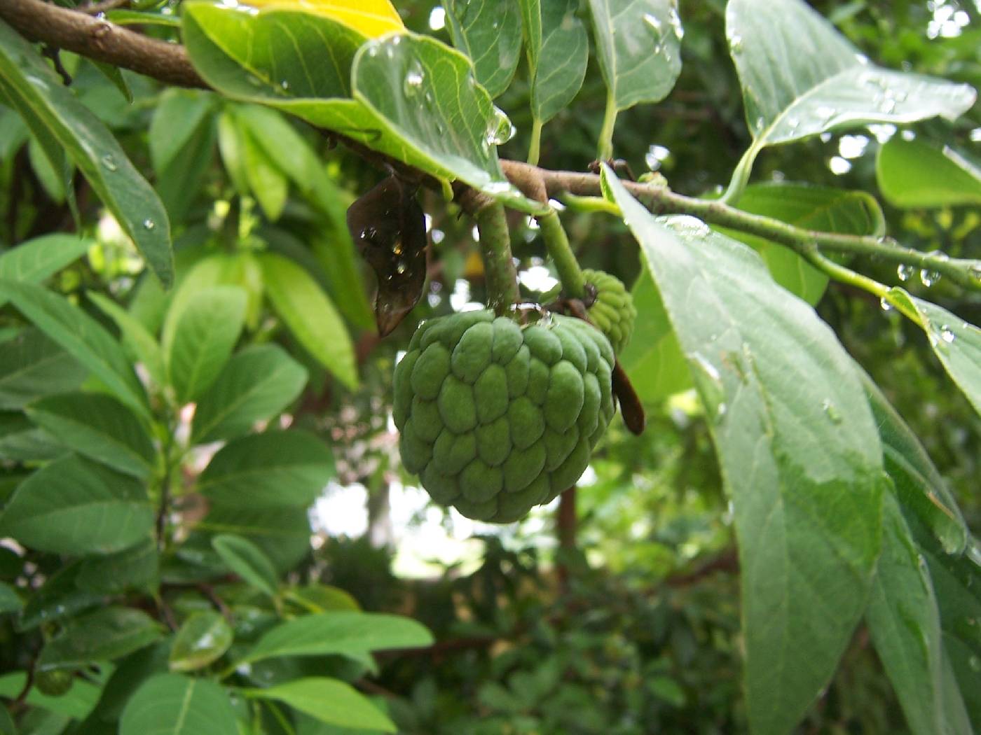 Annona squamosa image