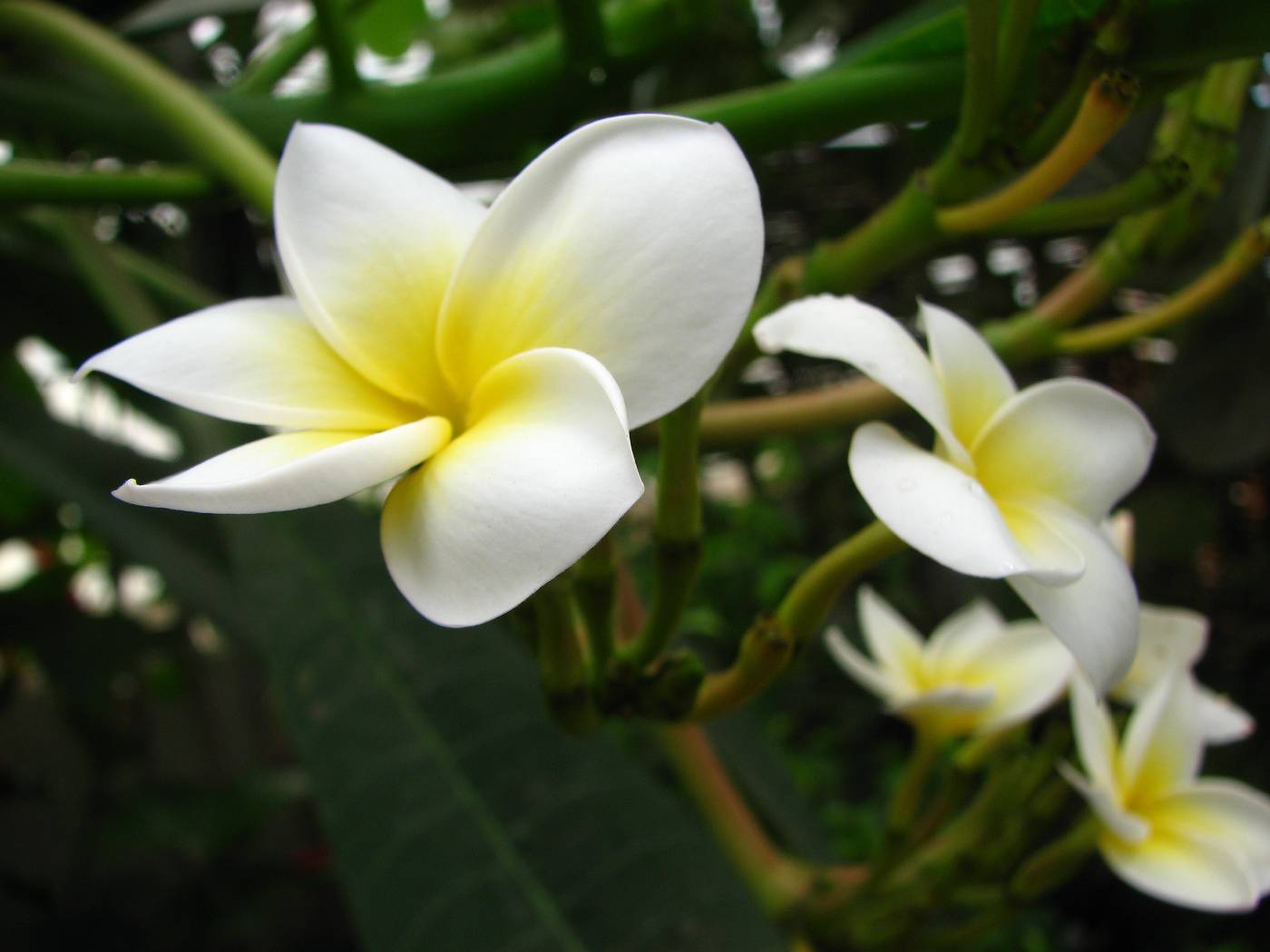 Plumeria alba image