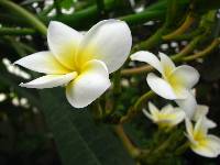 Image of Plumeria alba