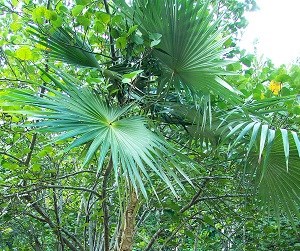 Coccothrinax alta image