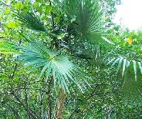 Image of Coccothrinax alta