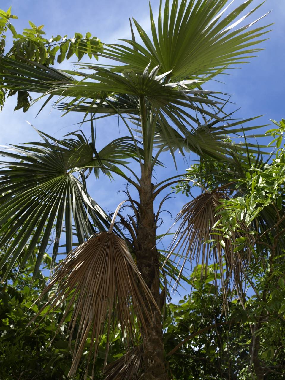 Coccothrinax argentea image