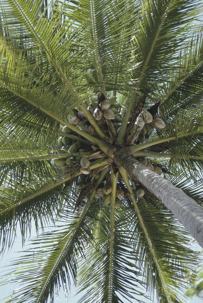 Cocos nucifera image