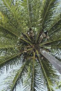 Image of Cocos nucifera