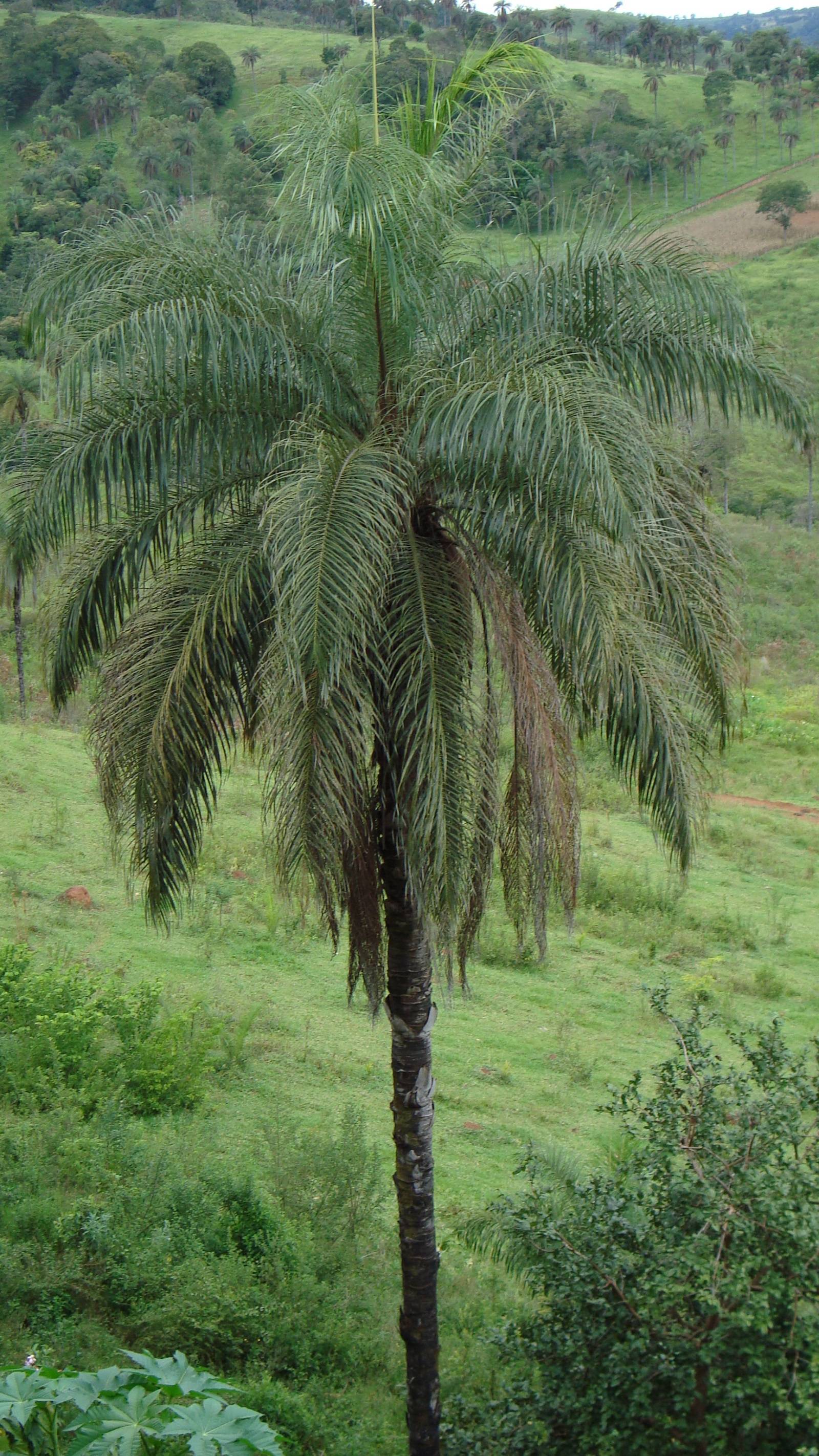 Acrocomia aculeata image