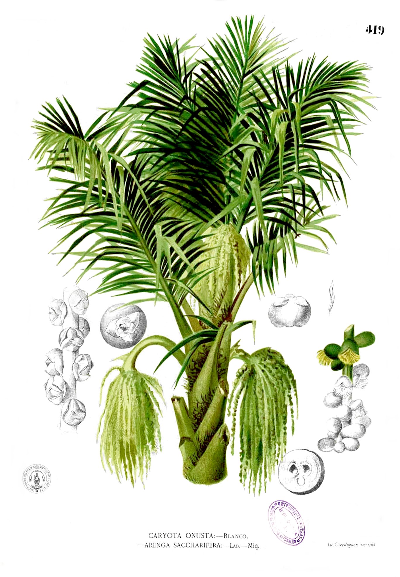 Arenga pinnata image