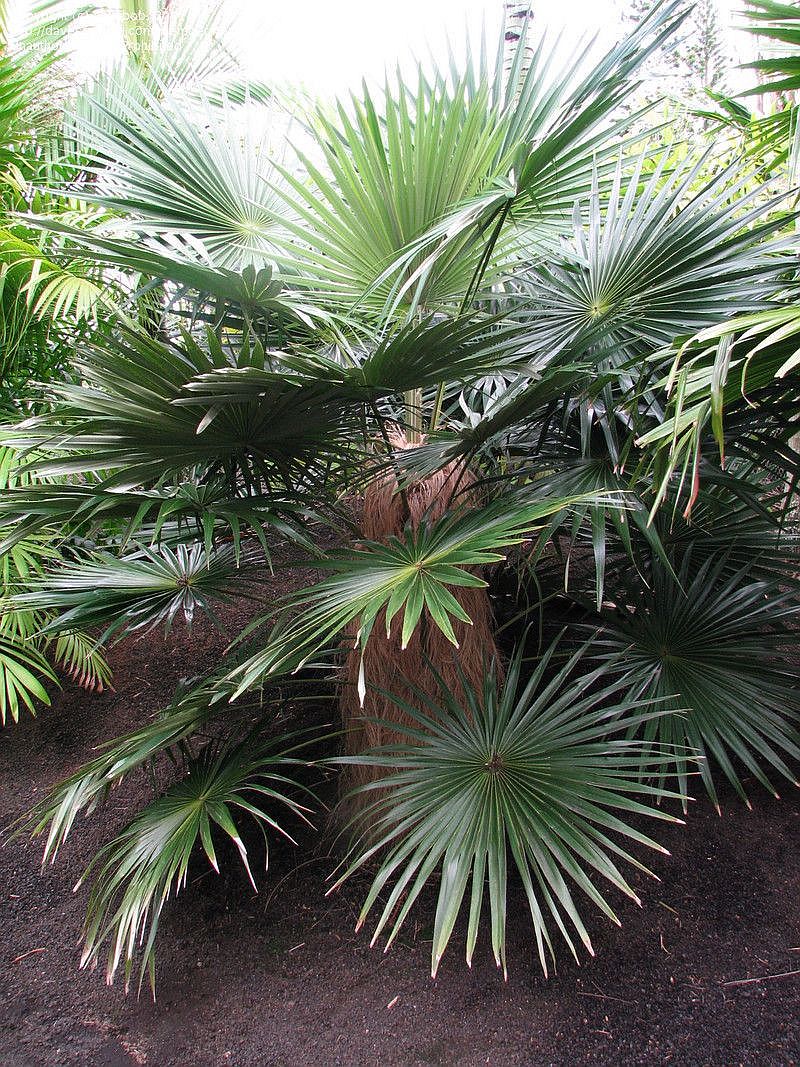 Coccothrinax crinita image