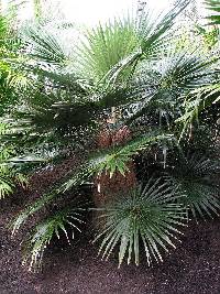 Image of Coccothrinax crinita