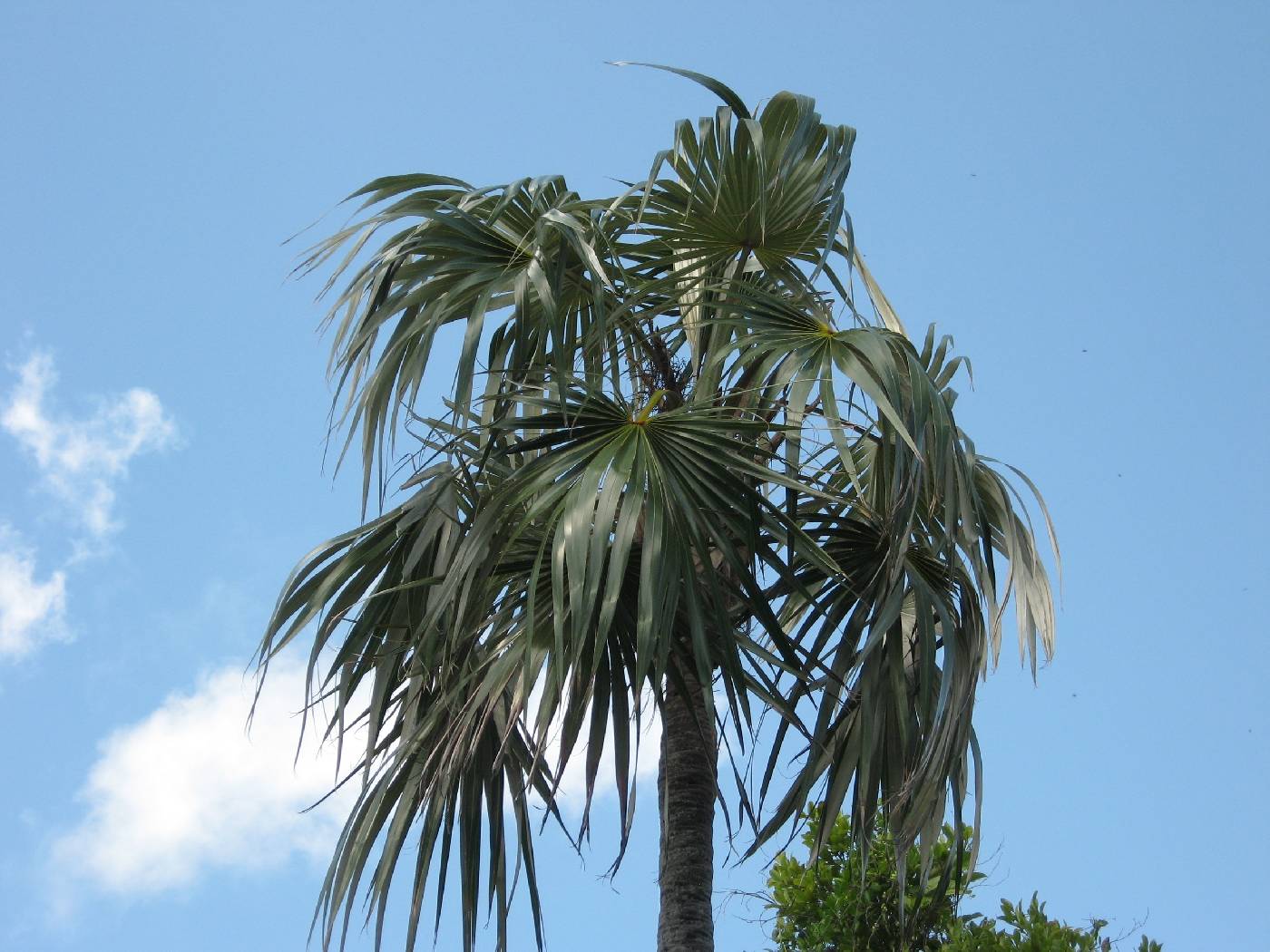 Coccothrinax argentata image