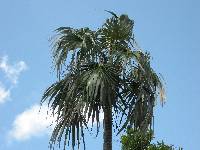 Image of Coccothrinax argentata