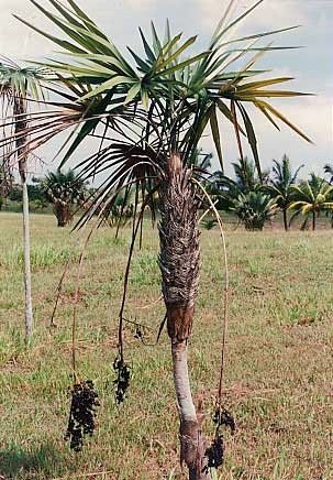 Coccothrinax clarensis image