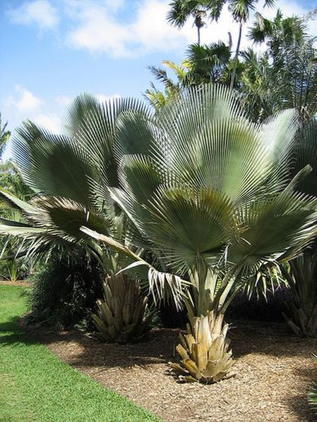 Copernicia fallaensis image