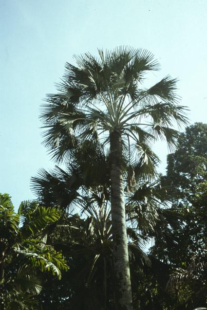 Corypha utan image