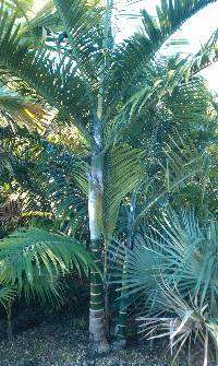 Image of Dypsis cabadae