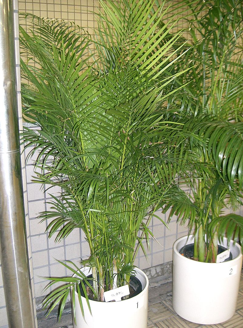 Dypsis lutescens image