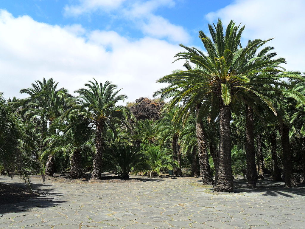 Phoenix canariensis image