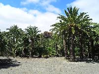 Image of Phoenix canariensis