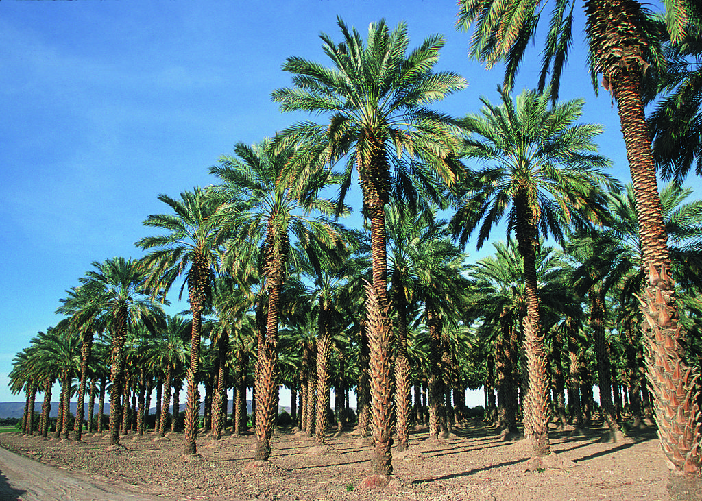 Phoenix dactylifera image