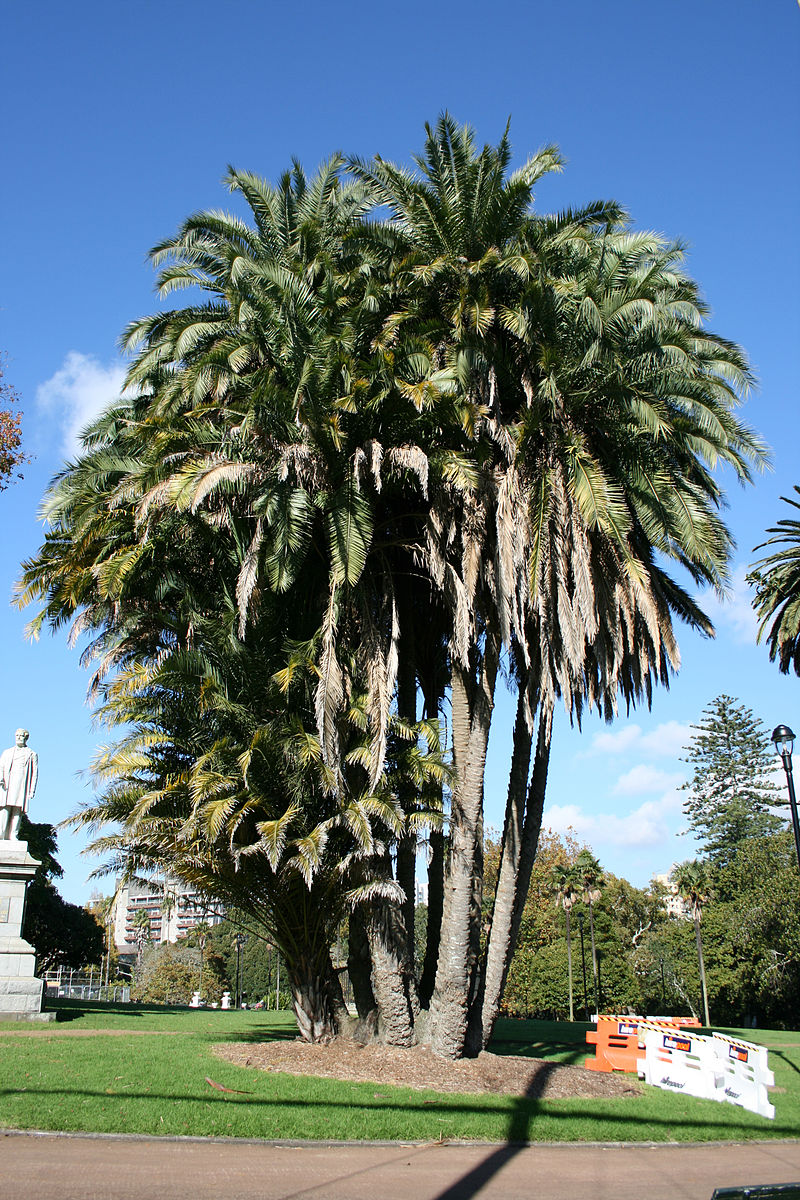 Phoenix reclinata image