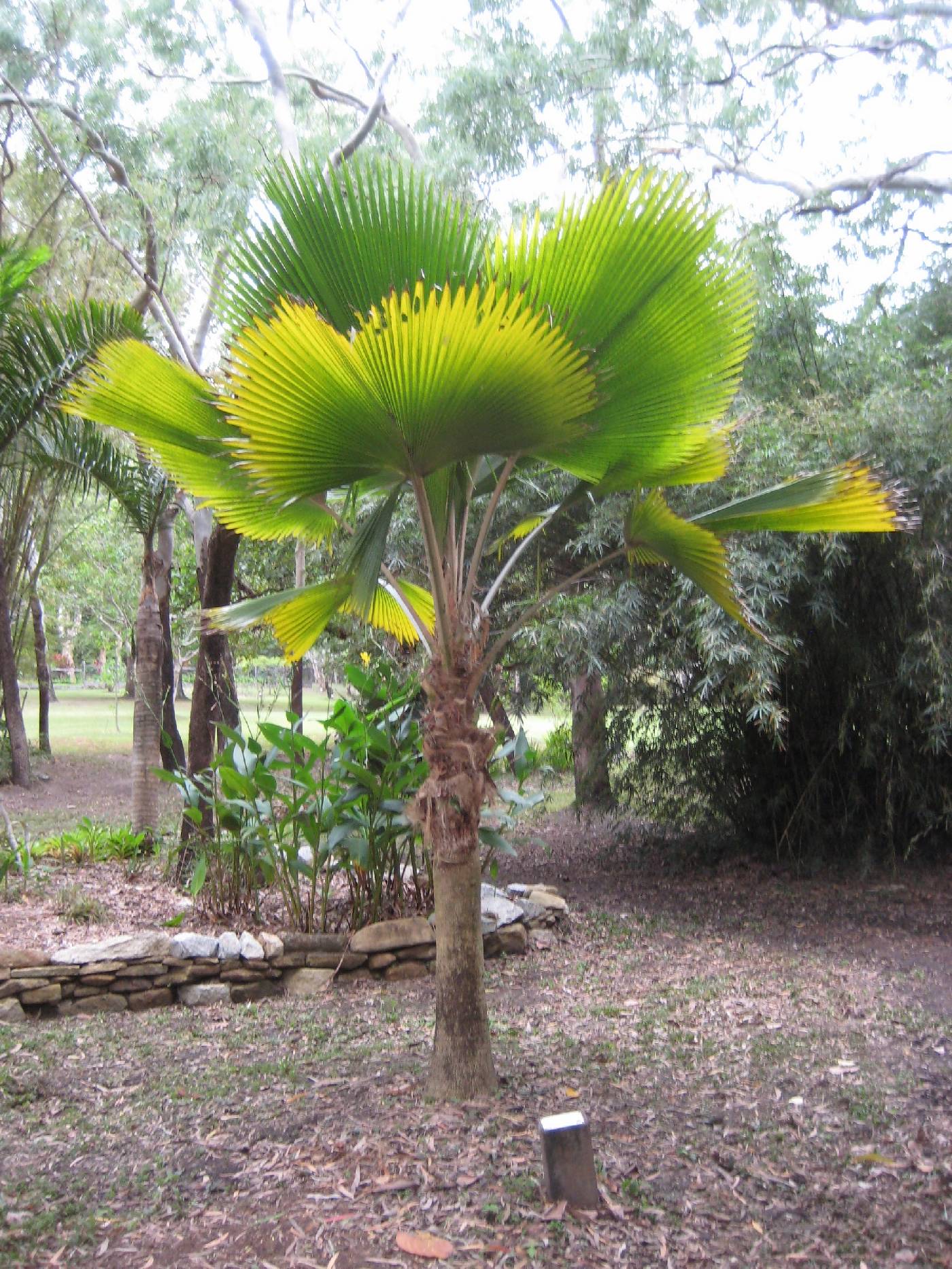 Pritchardia pacifica image