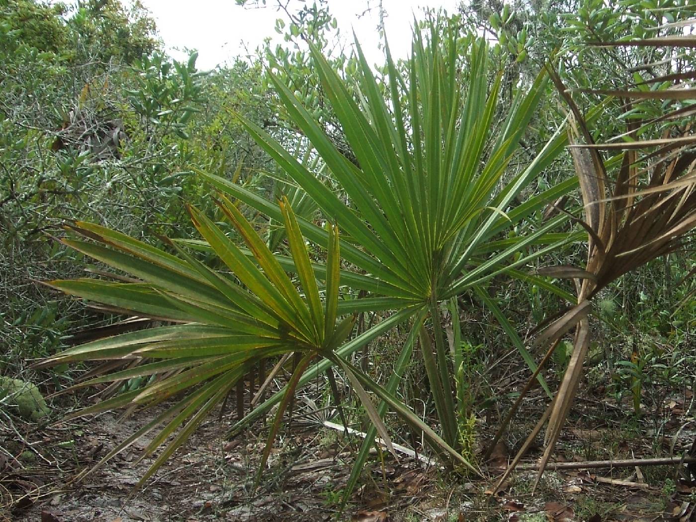 Sabal etonia image