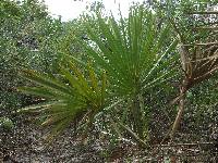 Image of Sabal etonia