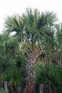 Image of Sabal mexicana