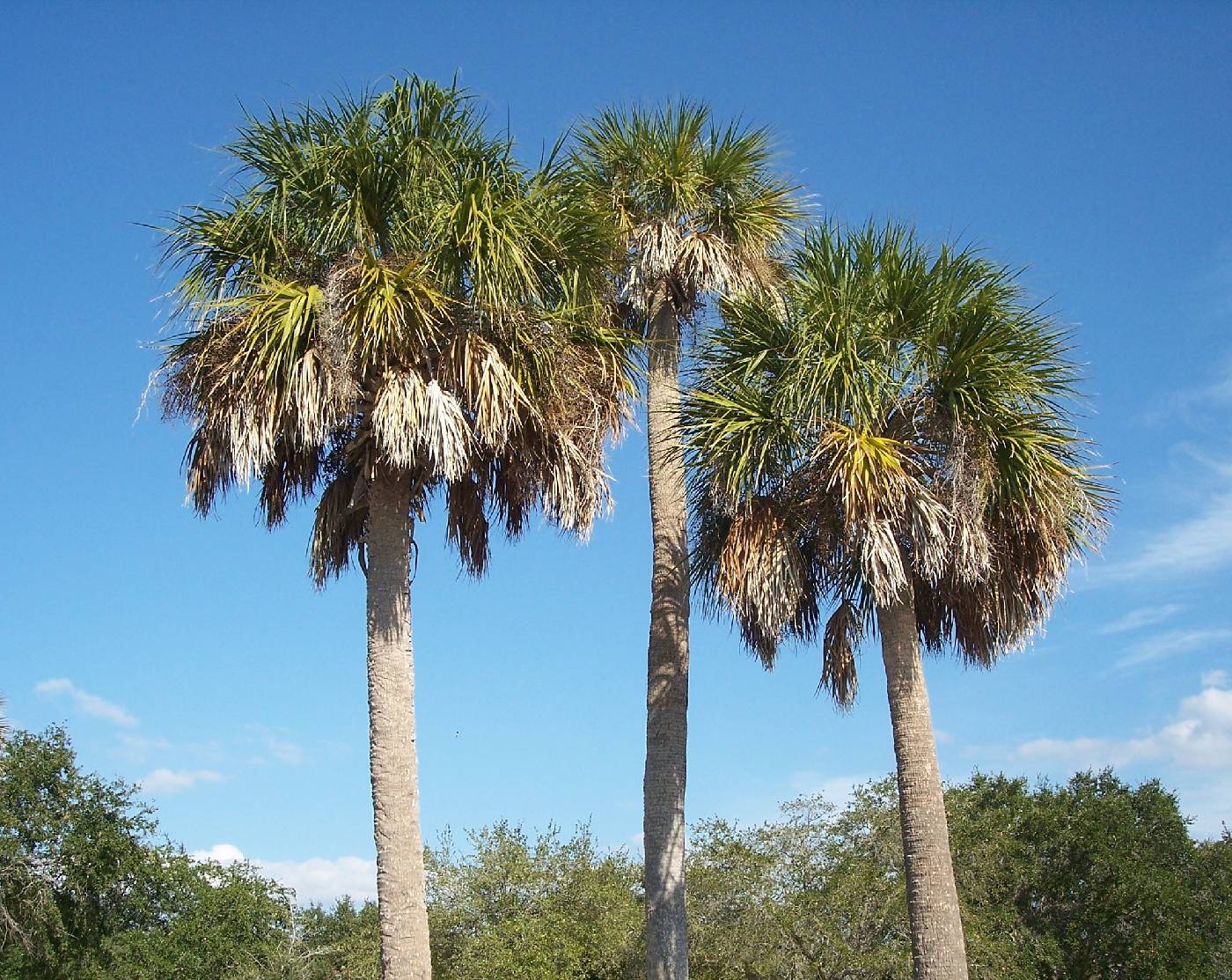 Sabal palmetto image