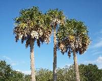 Image of Sabal palmetto