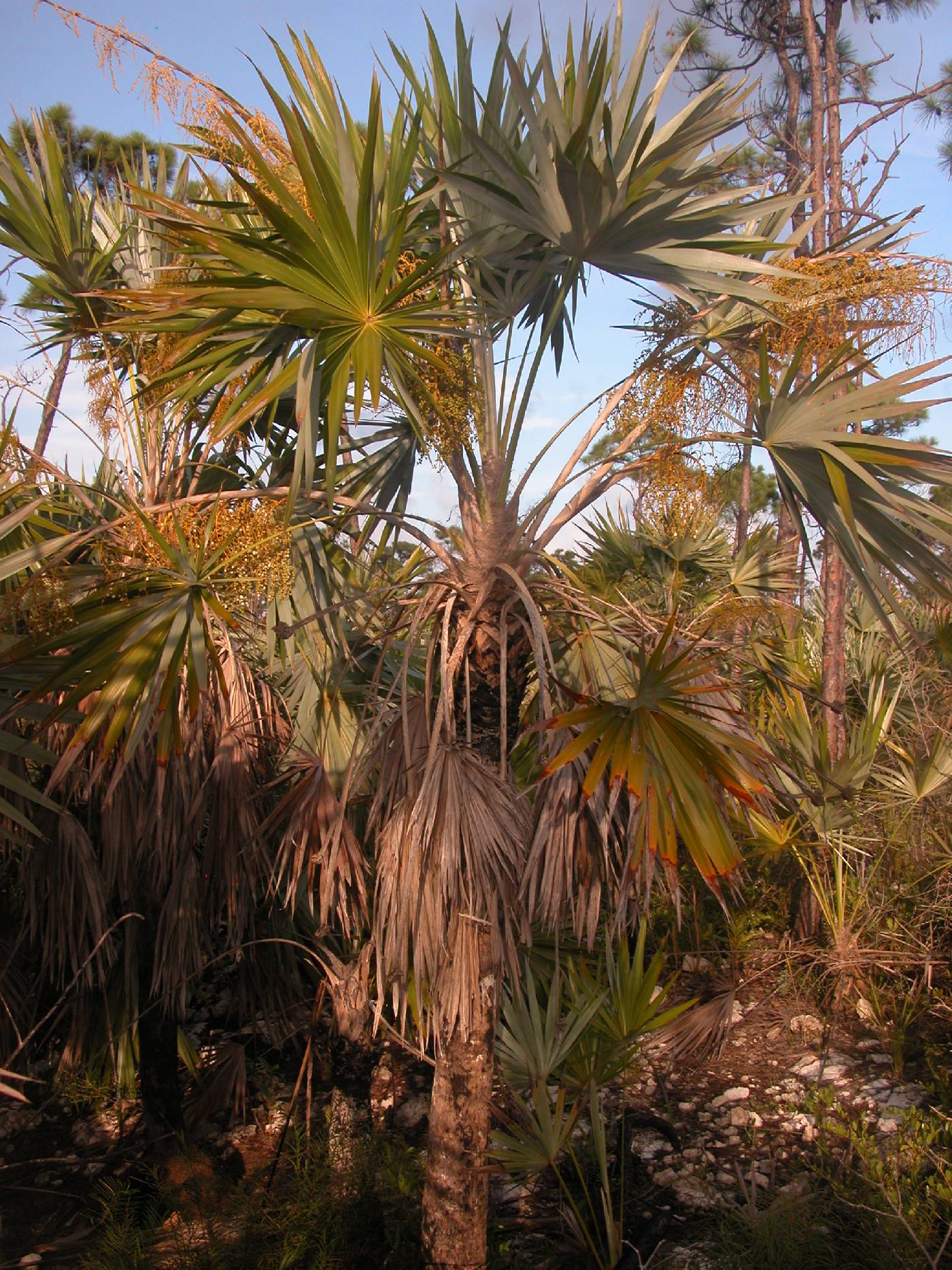 Thrinax morrisii image