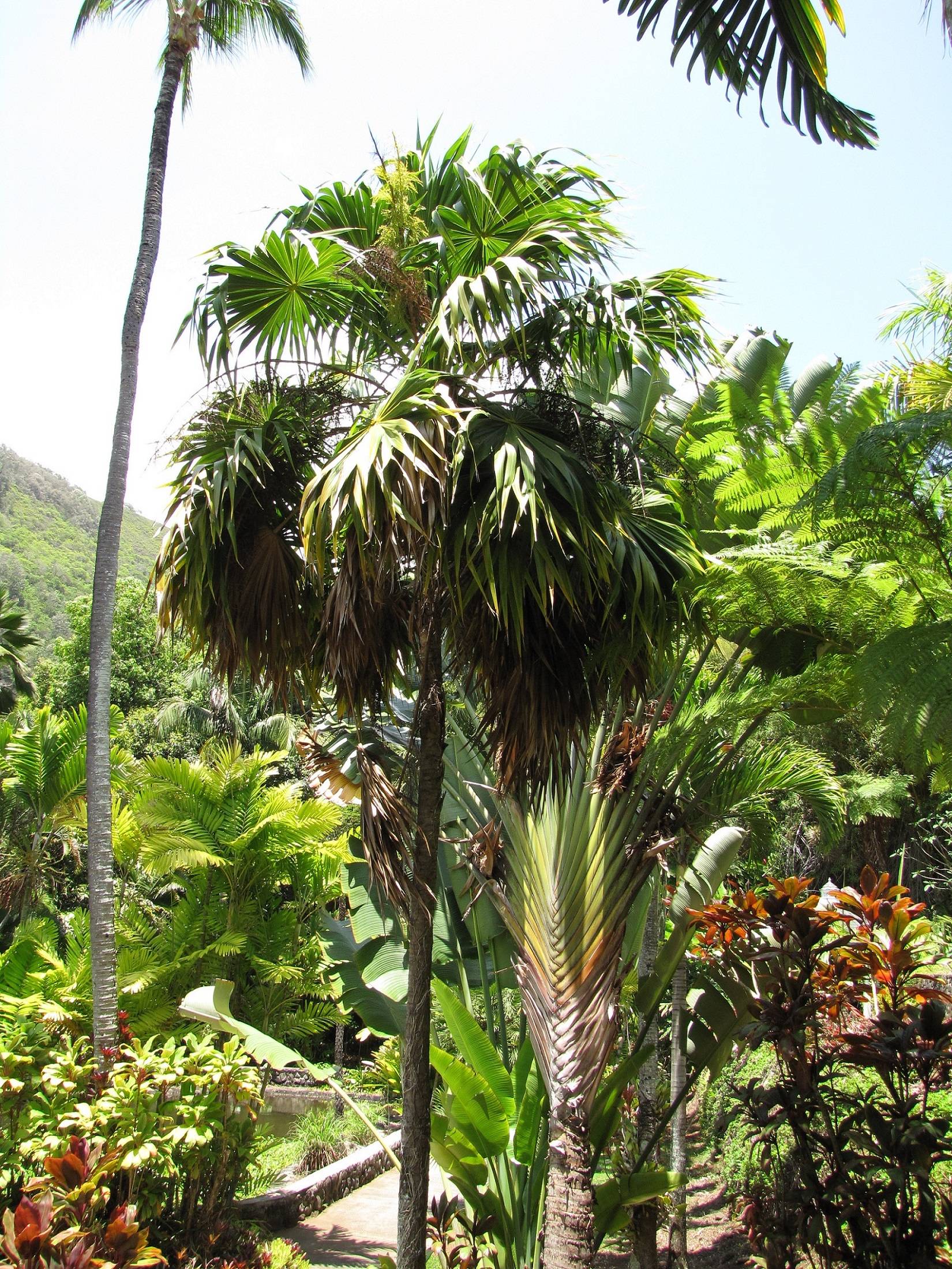 Thrinax parviflora image