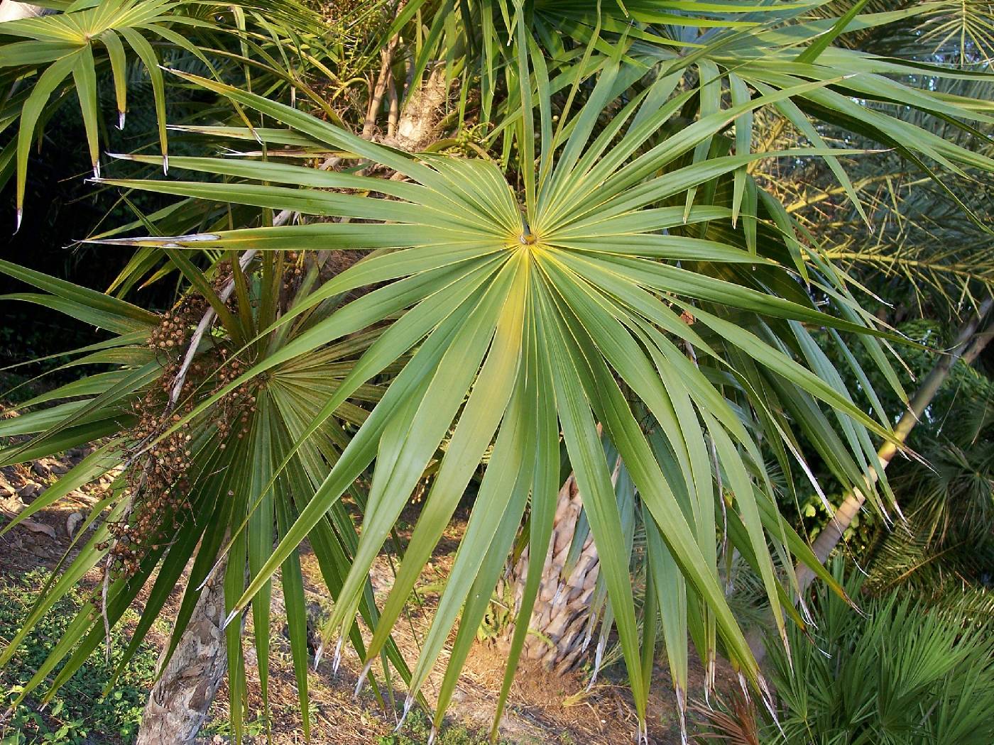 Thrinax radiata image