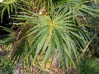 Image of Thrinax radiata