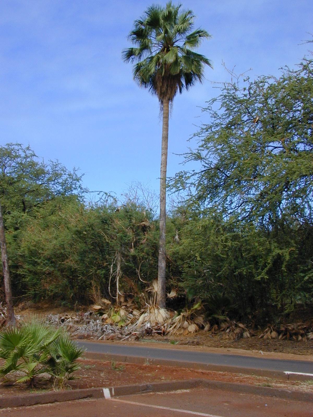 Washingtonia robusta image