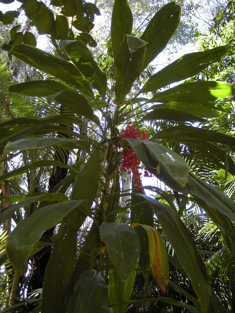 Cordyline fruticosa image