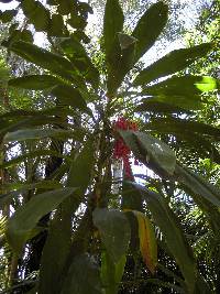 Image of Cordyline fruticosa