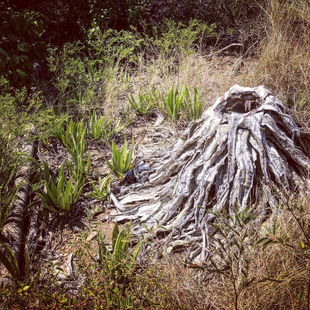 Agave eggersiana image