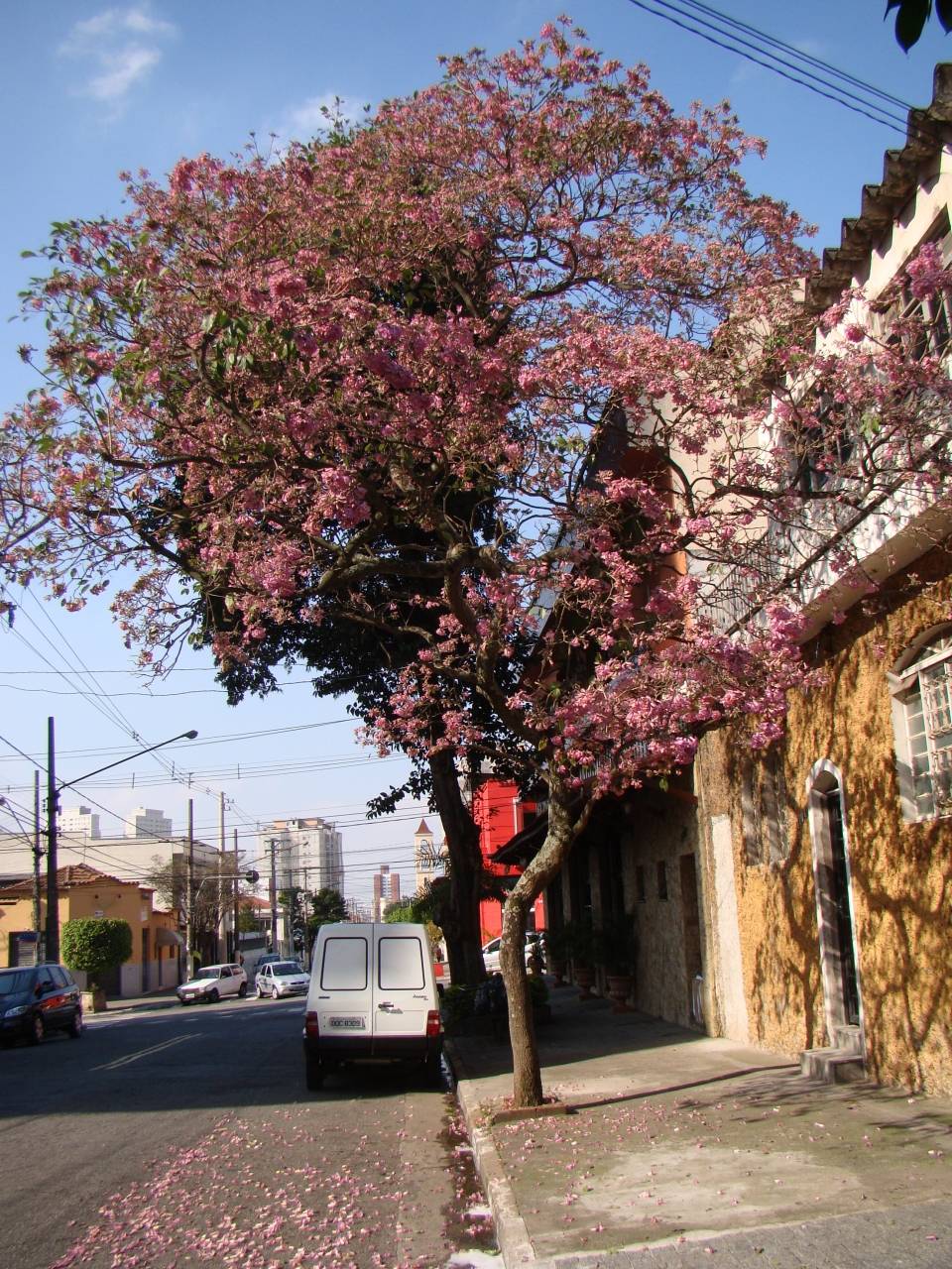 Tabebuia heterophylla image