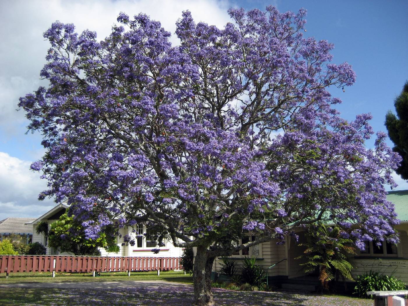 Jacaranda mimosifolia image