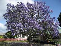 Image of Jacaranda mimosifolia