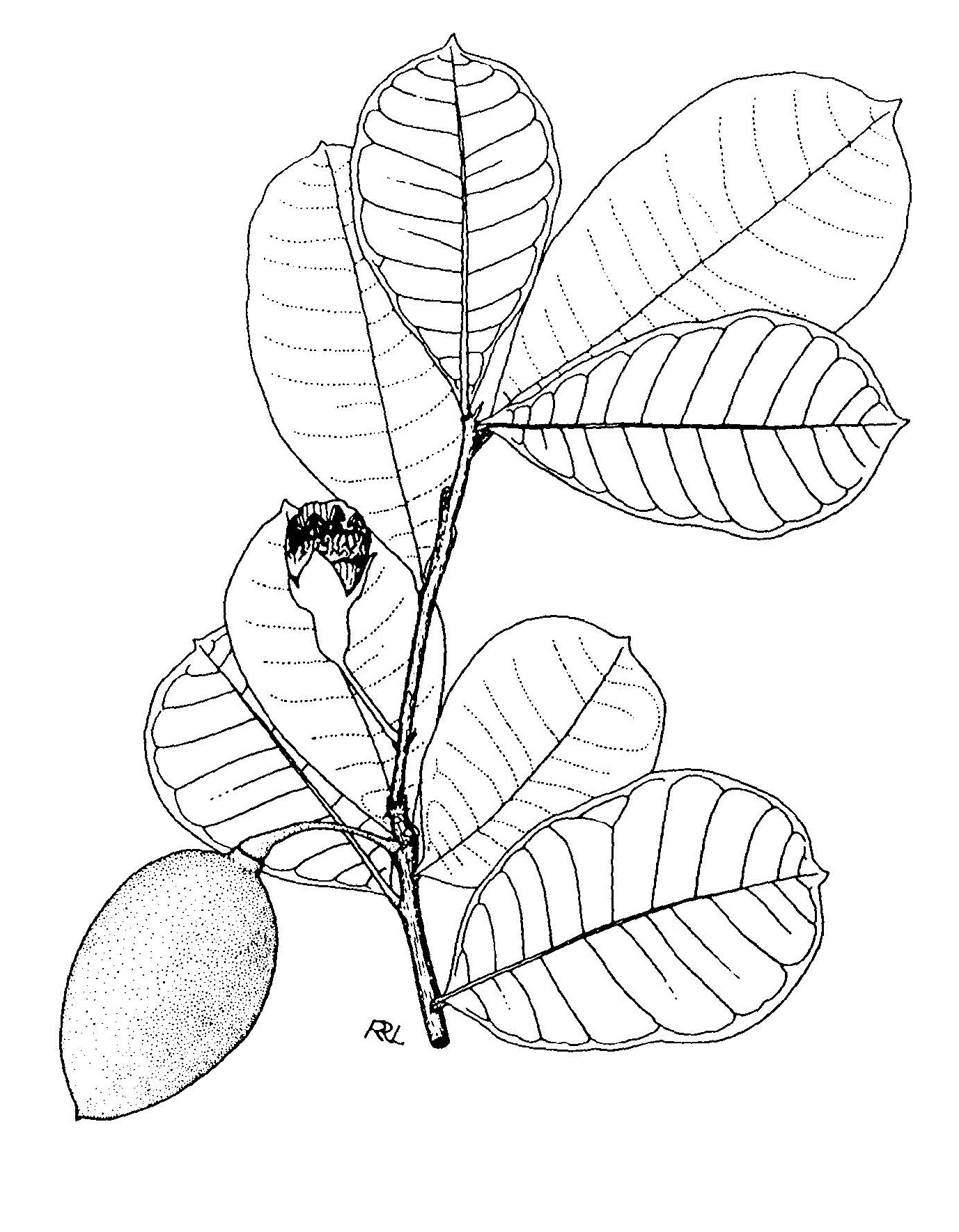 Amphitecna latifolia image