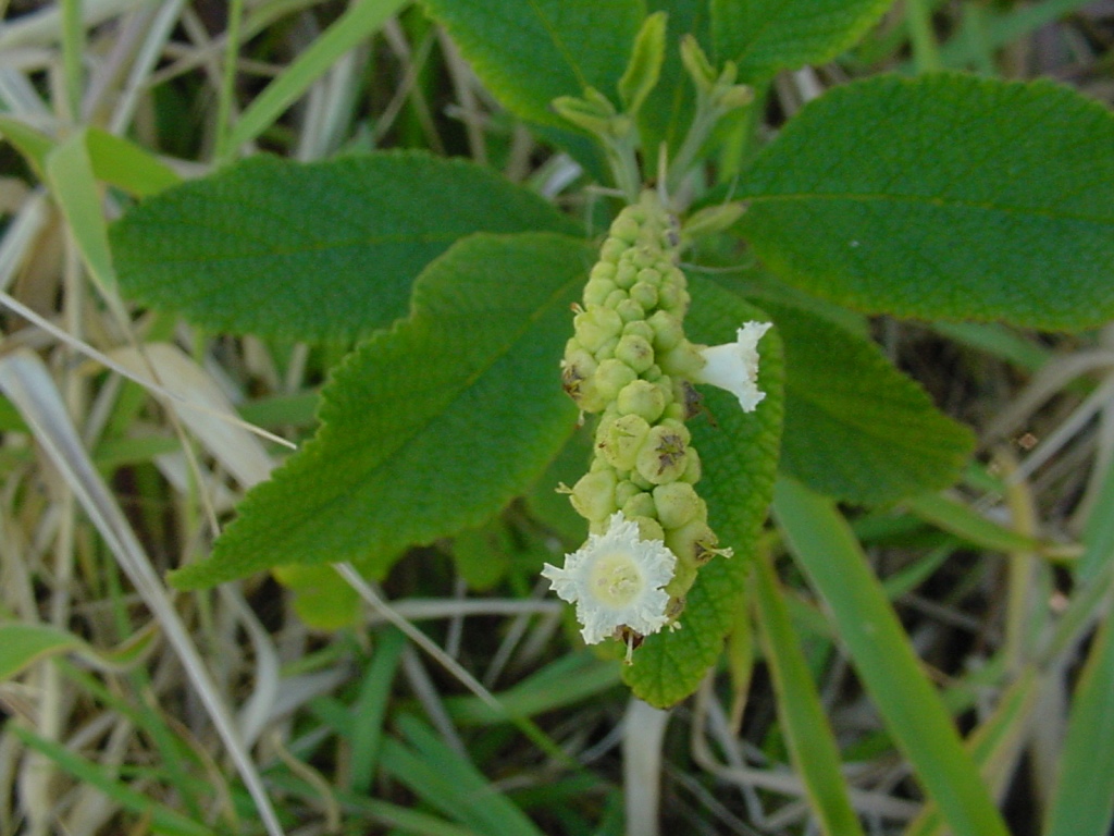 Cordia curassavica image