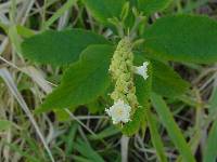 Image of Cordia curassavica