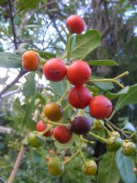 Image of Bourreria succulenta