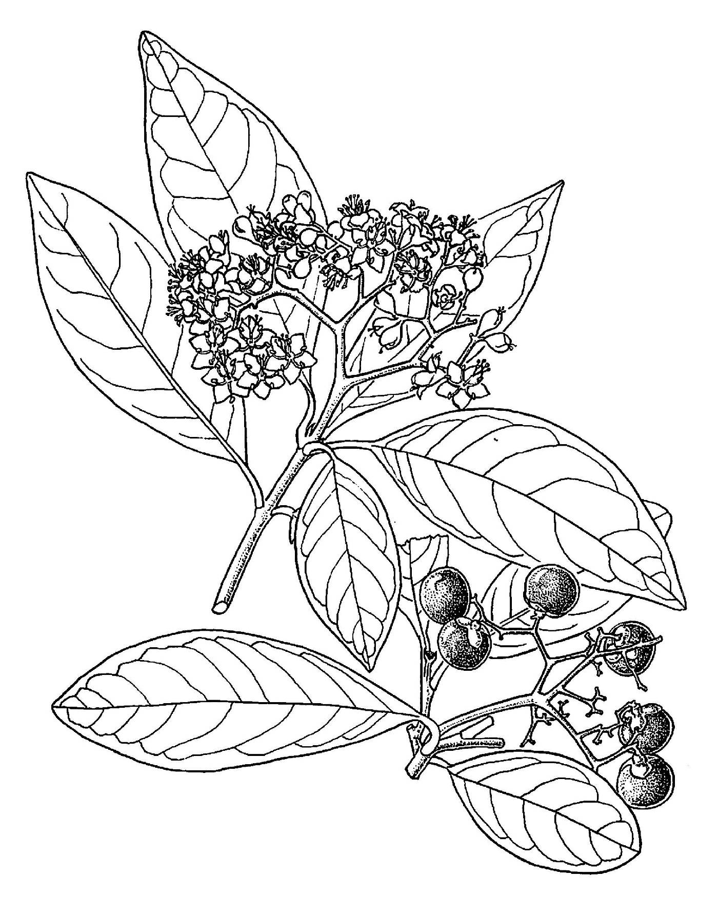 Cordia nitida image